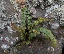 Asplenium aethiopicum. Young plant growing on a basalt rock wall.
 Image: P.J. de Lange © Peter de Lange All rights reserved